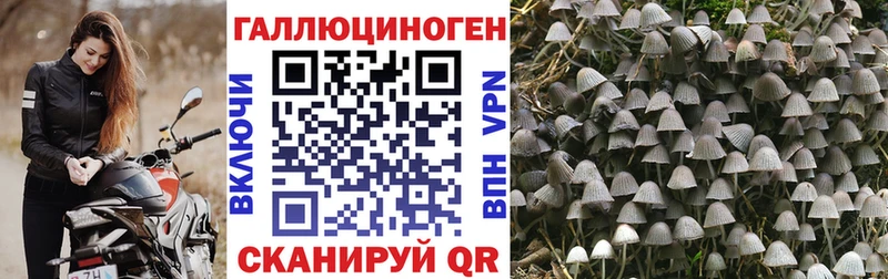 Псилоцибиновые грибы Psilocybine cubensis  Нелидово 